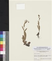 藏品(沼澤勿忘草)的圖片